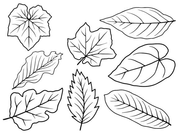 Download Leaf Line Art Illustration - Line art Collection
