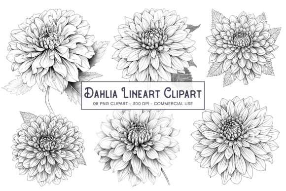Download Dahlia Line Art Flower PNG Sublimation - Line art Collection
