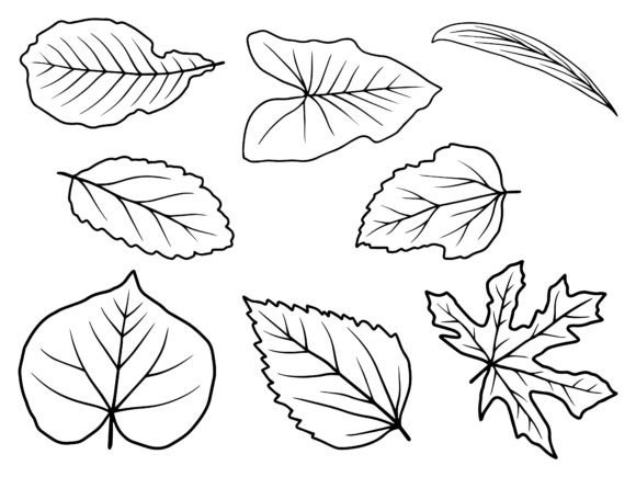 Download Hand Drawn Leaf Line Art Illustration - Line art Collection