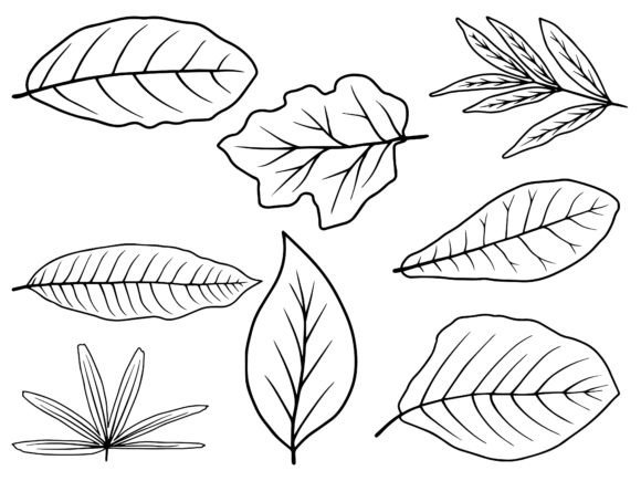 Download Hand Drawn Leaf Line Art Illustration - Line art Collection